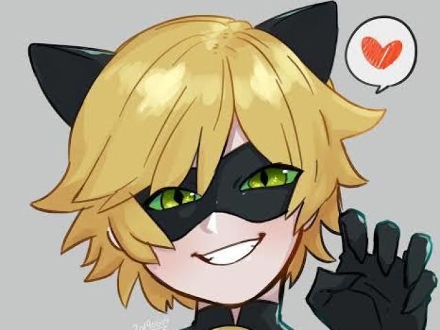 Cat noir