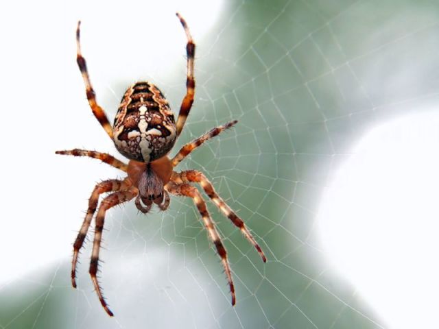 aranhas venenosas e sorrateiras