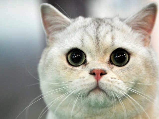 Gato