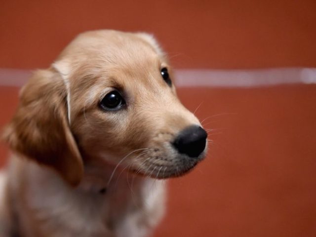 Cão