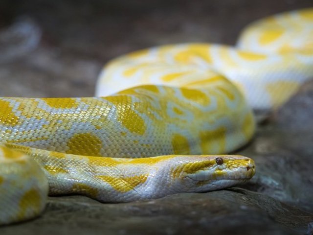 Cobra