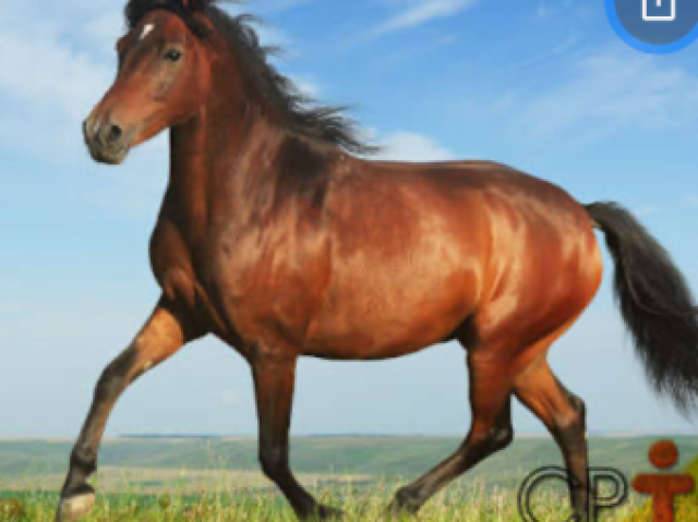 Cavalo