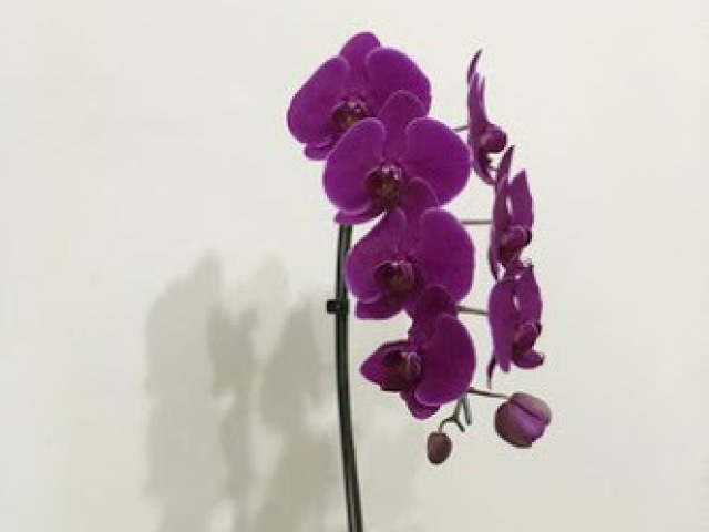 Orquídea