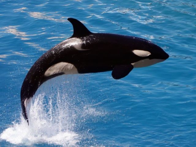 Orca