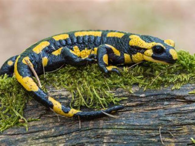 Salamandra