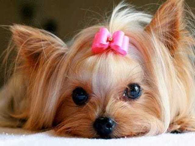 yorkshire terrier