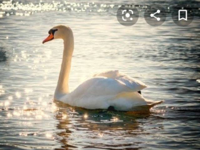 Cisne