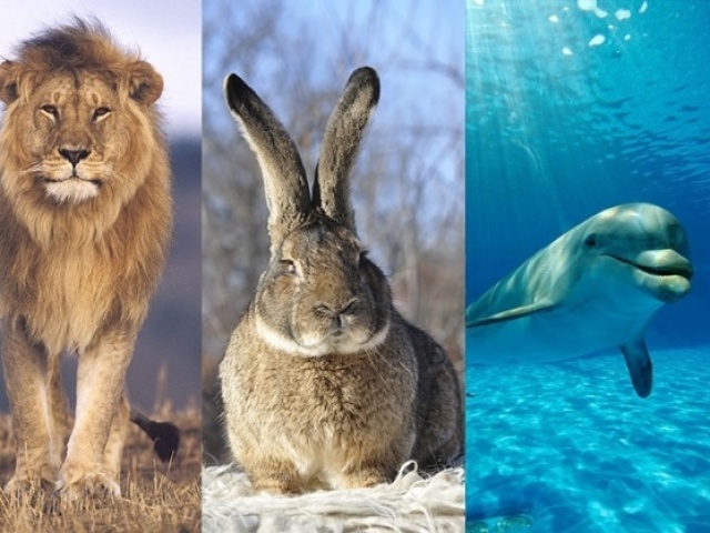 Qual animal você seria?