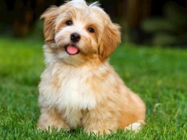 Cachorro
