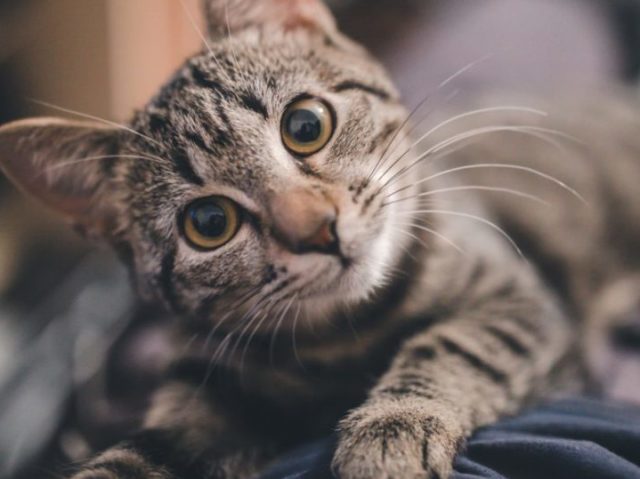 Gato