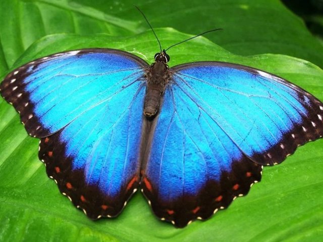 Borboleta