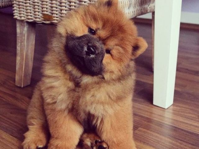 CHOW CHOW