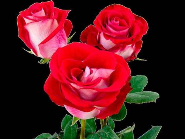 Flores.