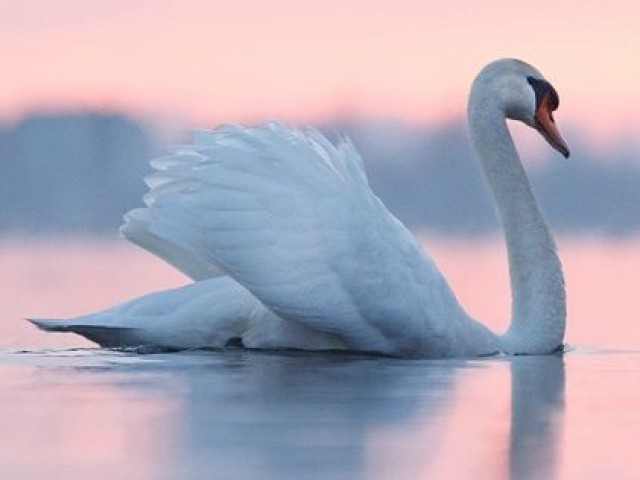 Cisne