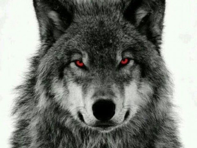 Lobo