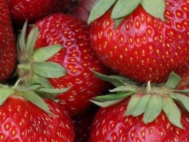 Morango 🍓