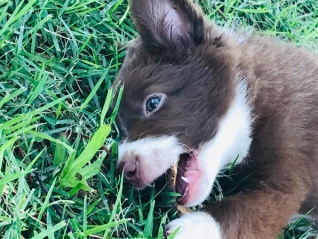 Essa cachorrinha! Fofíssima!