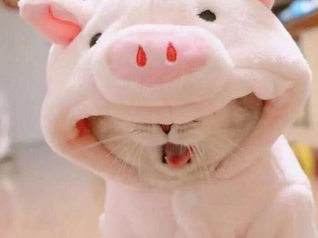 Gatineo