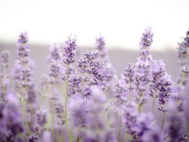 Lavanda 💜