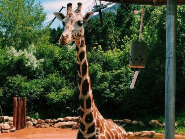 🦒