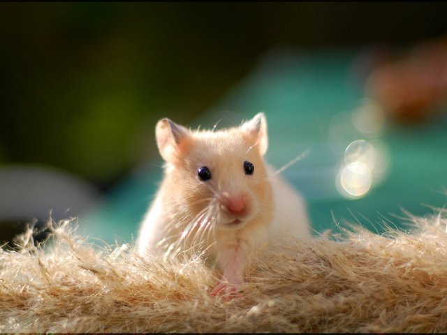 hamster