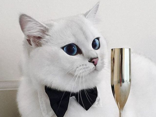 Você conhece as raças de gato?