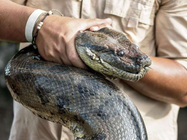 tentar sufocar a cobra usando suas mãos(com todos os cuidados)