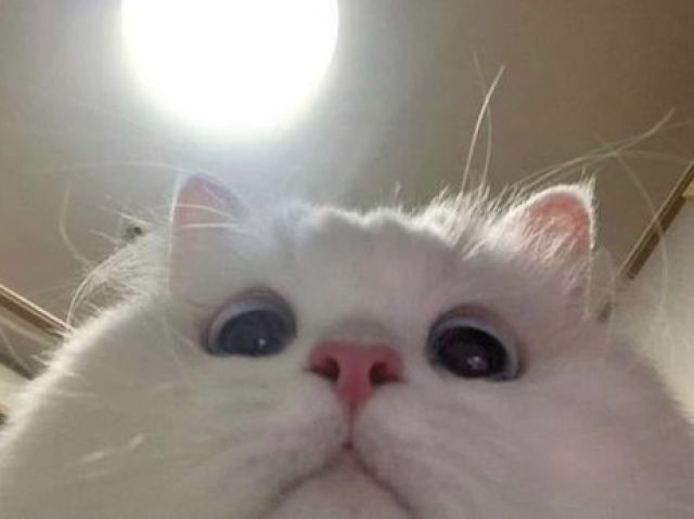 Escolha alguns gatinhos que te indicarei uma música :)✨