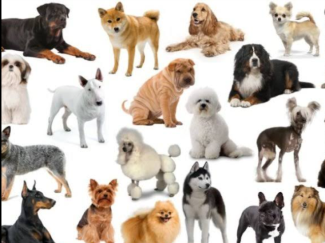 Você conhece as raças de cachorro?