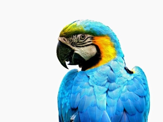 Arara azul