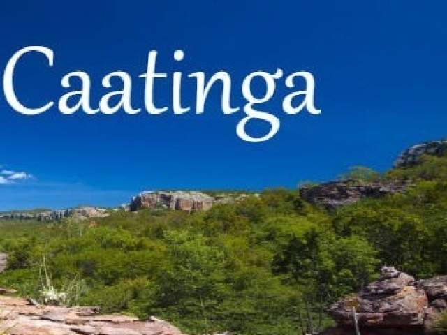 CAATINGA!?!🌵🌵🌵