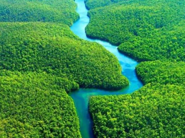 AMAZÔNIA!?!?¡???¿
🌳🌳☘️🍃🍀🌿🌱