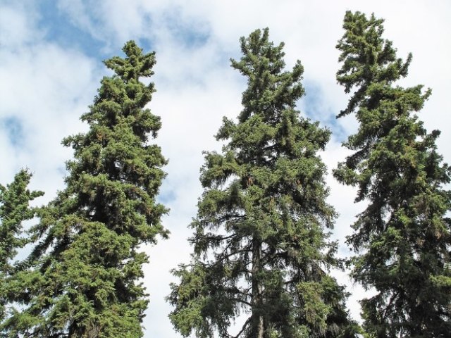 Plantação de pinheiros.🌲🌲🌲🌲🌲🌲🌫️🌀🌲🌲