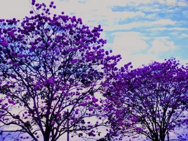 Ipê roxo.