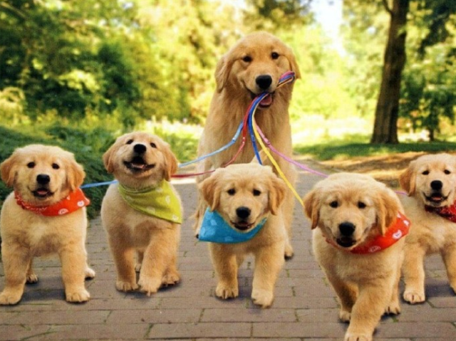 Descubra que cachorro você seria