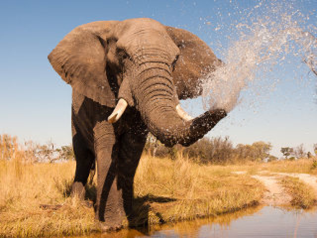 Elefante Africano