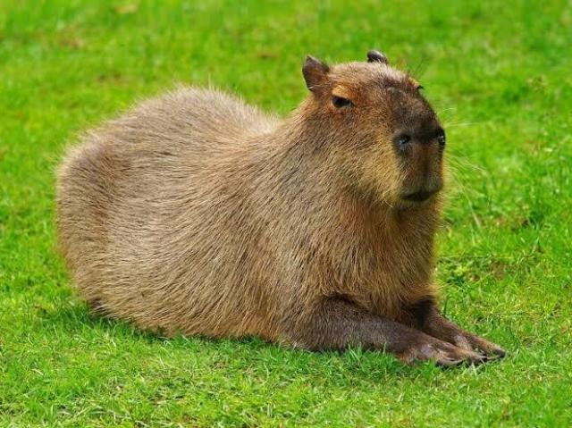 Capivara