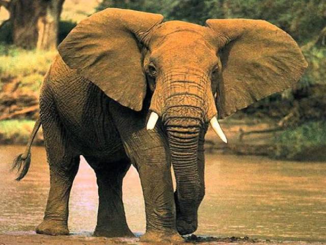 ELEFANTE