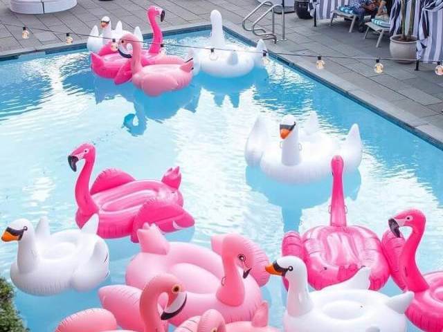 Flamingo!