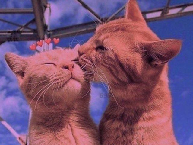 ⁘ Qual animal mais combina com você?