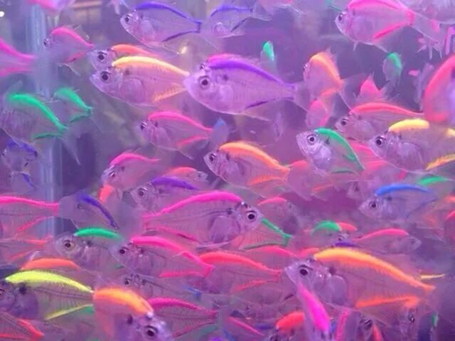 Peixes 💕