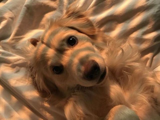Cachorro