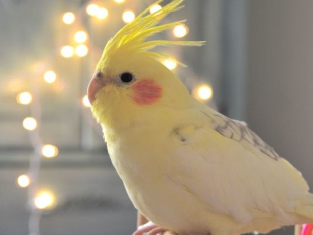 Calopsita