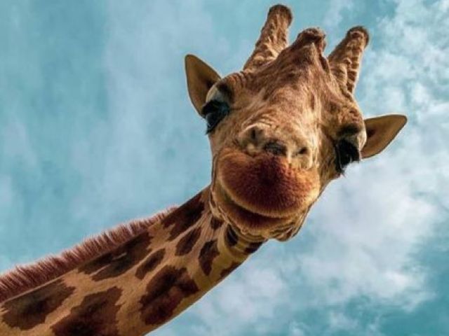 Girafa