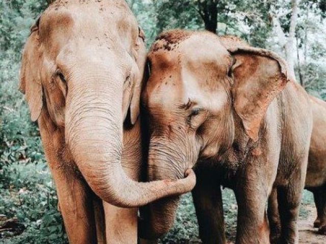 Elefante