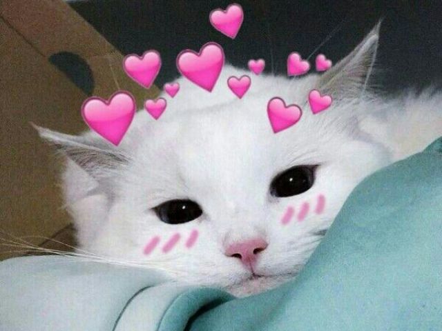 Gato