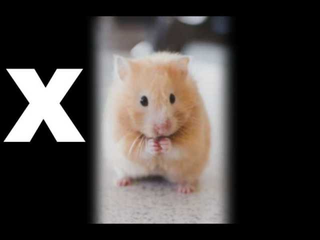 xhamster