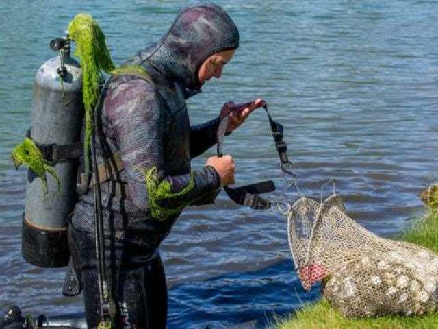 Mergulhador de campo de golfe