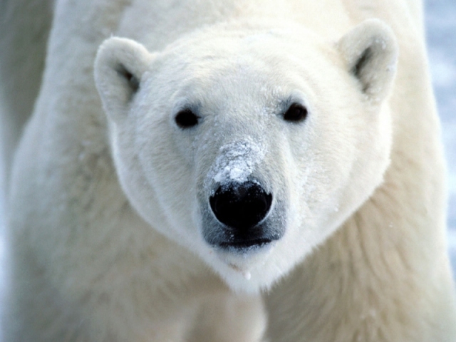 Urso Polar