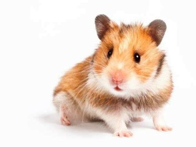 Hamster 🌺
